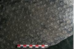 Foto (Detailansicht) von Lepidodendron aculeatum St. (NHMW-GEO-2024-0188-11023)